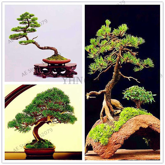 Miniature Pine Seeds - Japanese Bonsai Tree Kit, Perennial Ornamental Potted Plants for Home & Garden