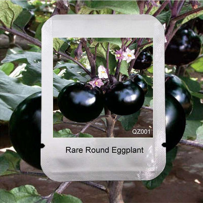 Round Eggplant Seeds - Delicious & Beautiful Bonsai Plants for Home Garden | Premium Vegetable Seeds