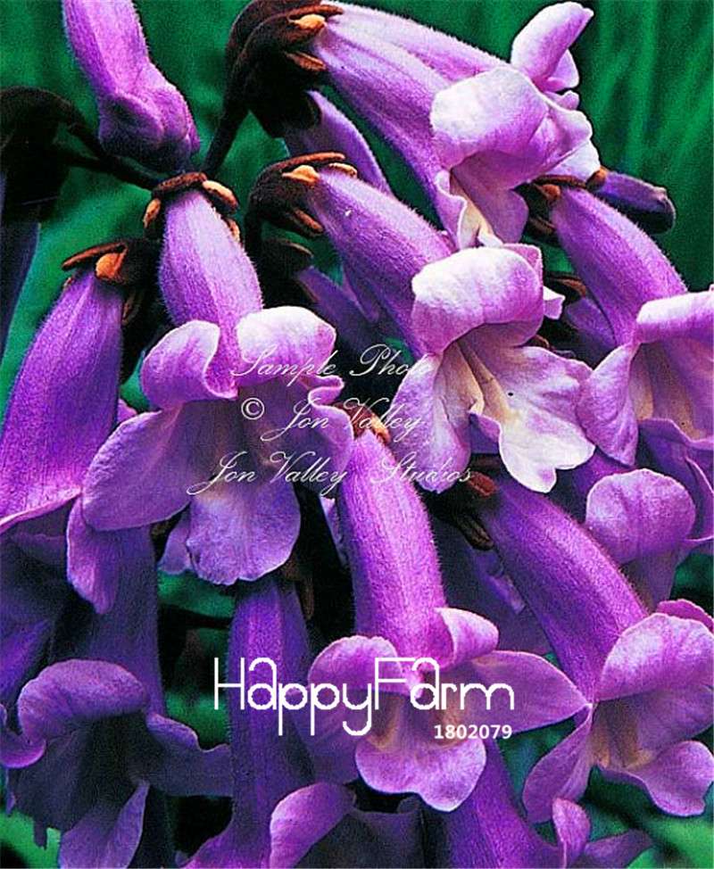 Purple Paulownia Tomentosa Seeds - Fast-Growing Bonsai & Garden Flowering Tree for Home Landscaping