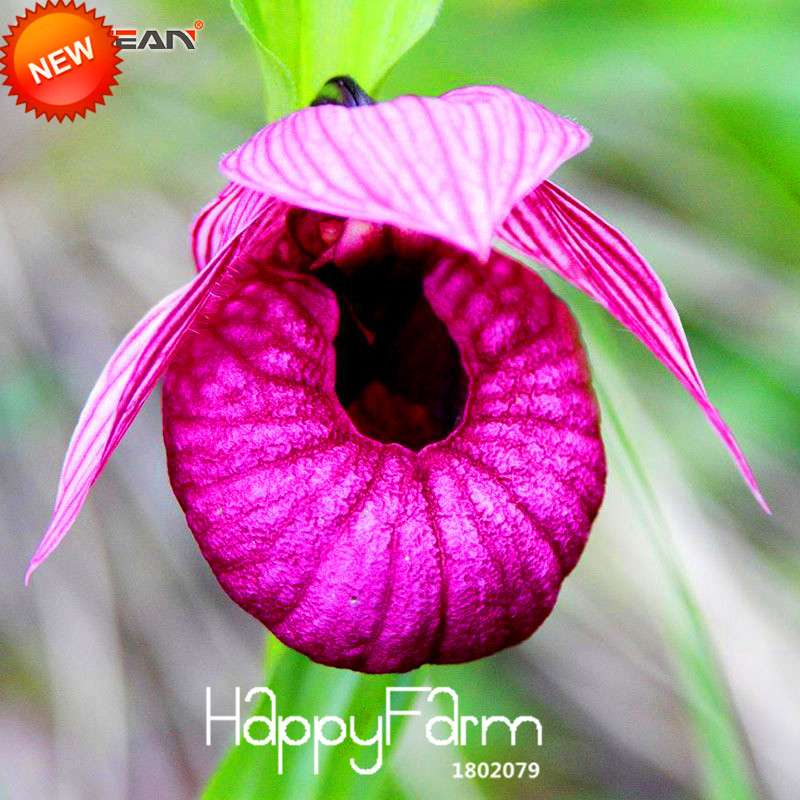 18 Color Orchid Seeds - Cypripedium & Paphiopedilum Bonsai Flower Seeds, Exotic Home Garden Planting