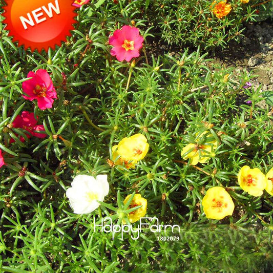 Sunflower & Portulaca Grandiflora Seeds - Mix Color Flower Seeds for Balcony, Garden & Potted Plants