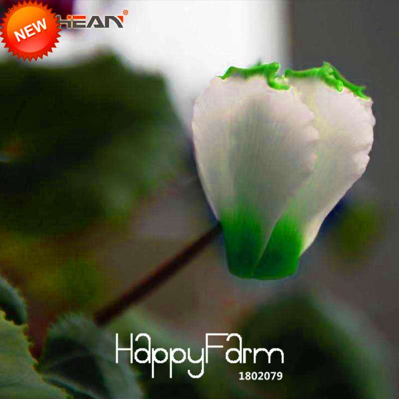 Cyclamen Seeds - Green Edge White Perennial Flowering Plants | Fast-Growing & Easy Care