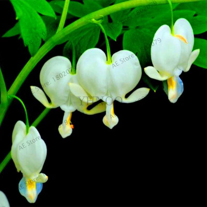 Bleeding Heart Seeds (Dicentra Spectabilis) - Orchid Seeds for Pots & Cottage Gardens