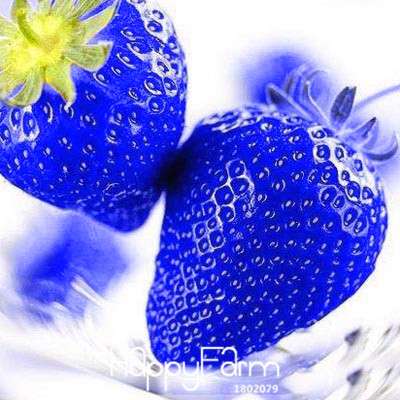 Blue Strawberry Seeds for Planting - Rare Fruit Garden, Home Grow Kit, Sweet Potted Plants