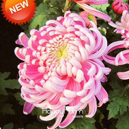 Rare Bicolor Pink & Yellow Chrysanthemum Seeds - DIY Garden Flowers, Fast-Growing Potted Plants