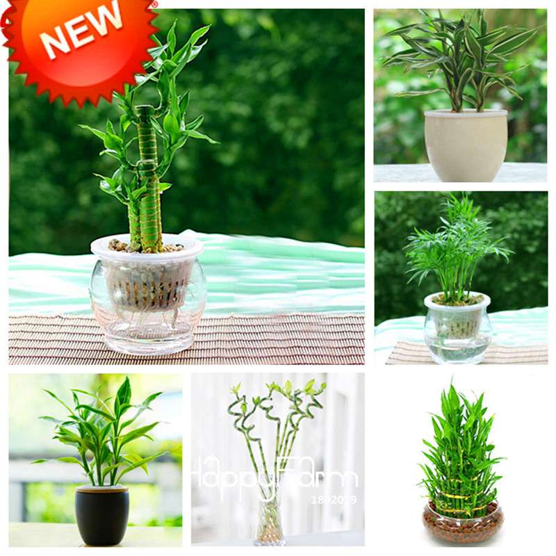 6 Types Lucky Bamboo Seeds - 95% Germination, Dracaena Variety for Home & Garden