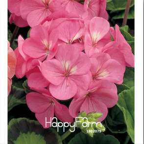 Geranium Seeds for Potted Balcony Planting - Fast Sprouting Pelargonium Flowers