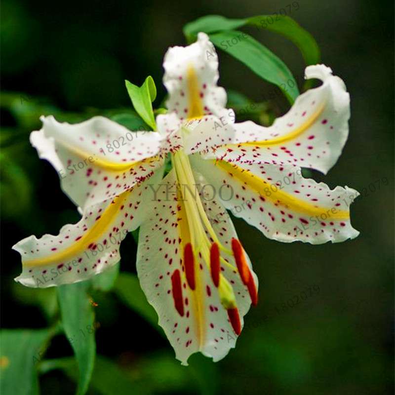 Lilium Brownii Seeds - Indoor Bonsai, Courtyard Lily Flower Seeds for Planting