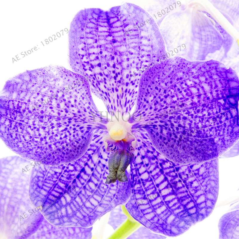 Rare Dendrobium Orchid Seeds - Perennial Indoor & Outdoor Balcony Office Plants
