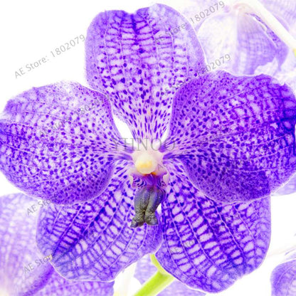 Rare Dendrobium Orchid Seeds - Perennial Indoor & Outdoor Balcony Office Plants