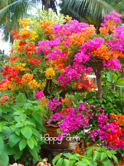Colorful Bougainvillea Spectabilis Seeds - Mix Colors, Bonsai, Potted Plants, Wild Flower Seeds for Home Garden