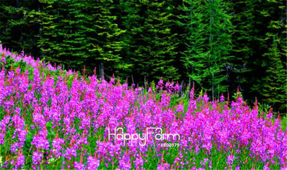 Fireweed Seeds (Epilobium angustifolium) - Perfect for Garden, Bonsai & Balcony Planting - USA Home Gardening