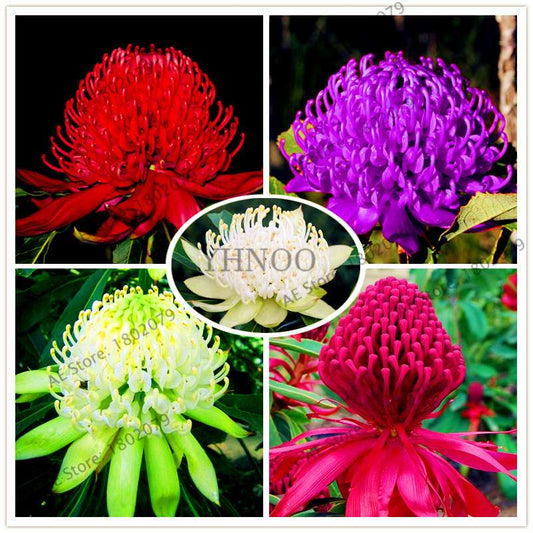 Rare Waratah (Telopea speciosissima) Seeds - Perennial Bonsai Flower for Home & Garden - New South Wales Native