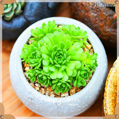99 Rare Succulents & Lithops Seeds - Exotic Bonsai Plants, - Unique Office & Home Garden