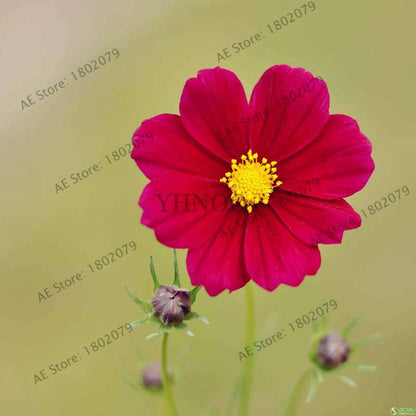 Cosmos Flower Seeds - Mixed Bonsai Seeds for DIY Home & Garden Planting - Easy Grow