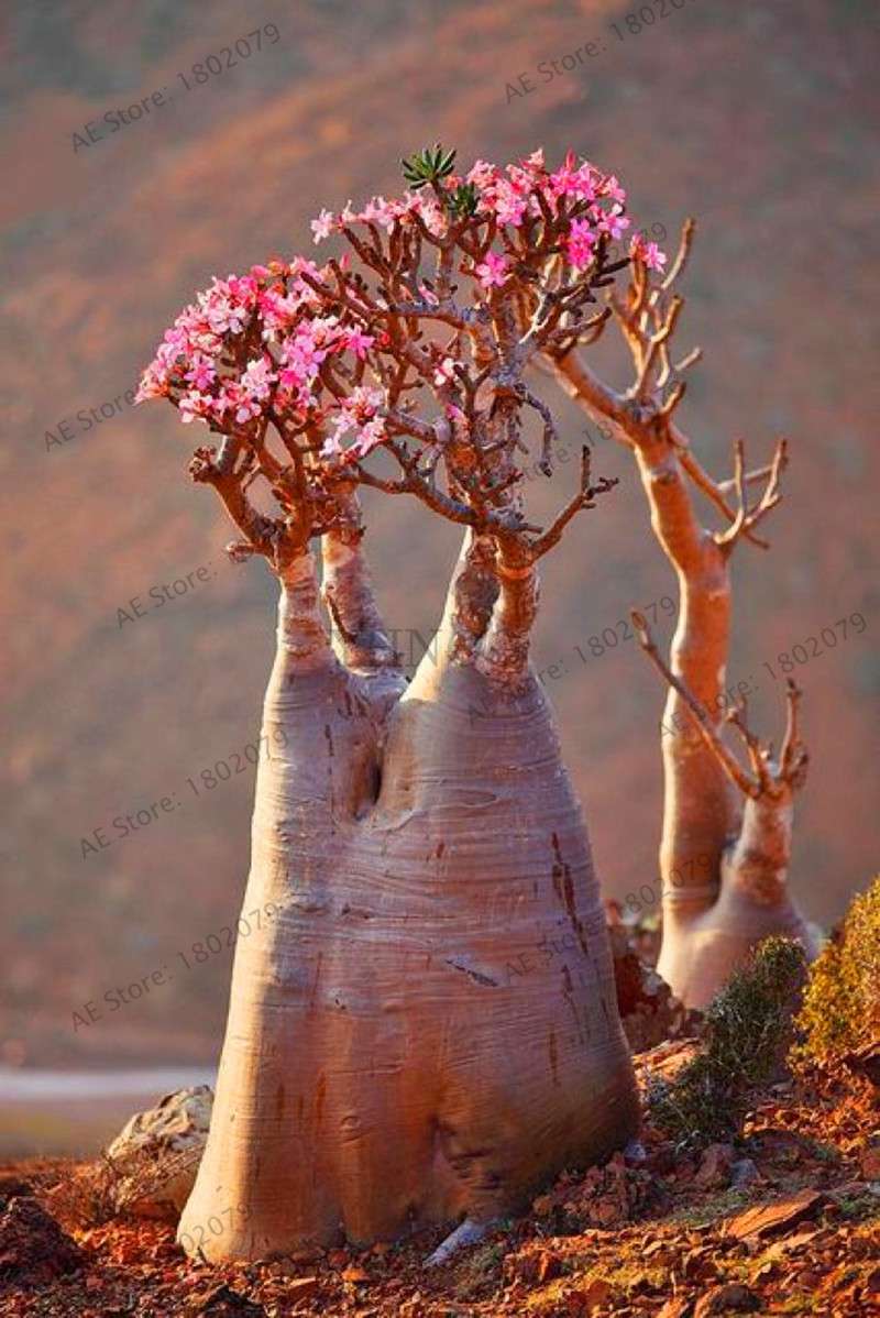 Exotic Mixed Colors Desert Rose Seeds - Fire Red Heart Bonsai, for Home Garden