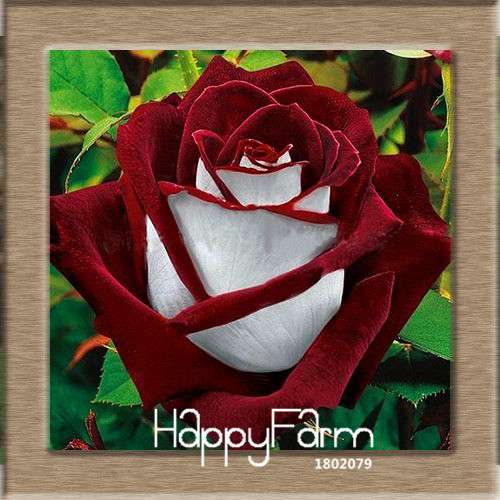Pink & White Rose Seeds - 24 Rare Colors, for Balcony Planting, Potted Flower Garden