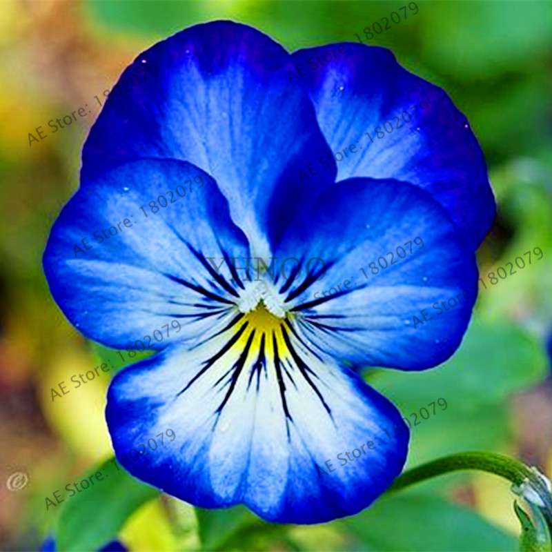 24 Colors Wavy Pansy Seeds - Viola Tricolor for Indoor Bonsai & Home Garden Planting