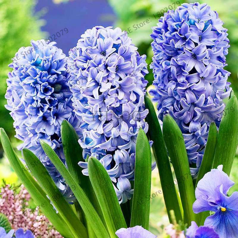 Hyacinth Seeds for Planting - Easy-Grow Potted Bonsai Flowers, Indoor/Outdoor Garden