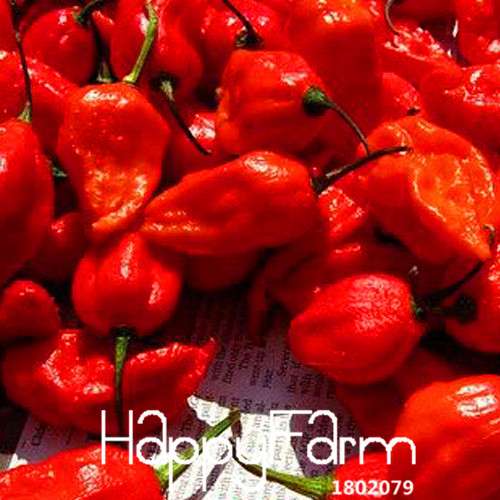 Organic India Devil Hot Chili Seeds - World's Hottest Pepper for Garden & Pots, Non-GMO, Homegrown
