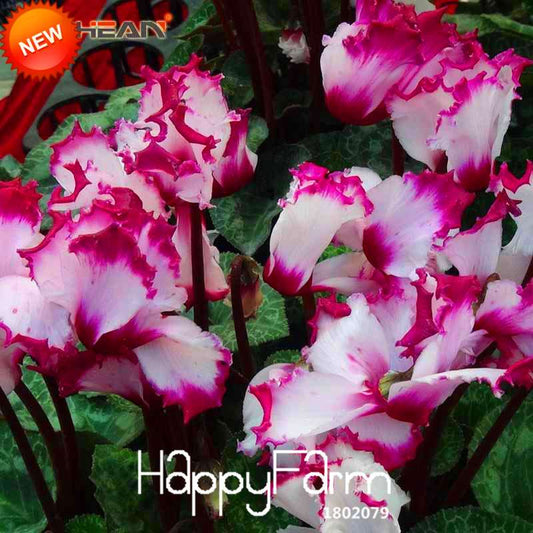 Buy Purple & White Cyclamen Flower Seeds - Perennial Blooming Plants for Your Garden