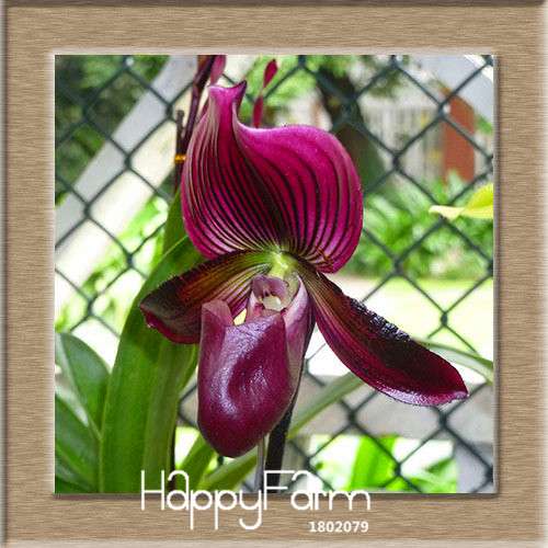 18 Color Orchid Seeds - Cypripedium & Paphiopedilum Bonsai Flower Seeds, Exotic Home Garden Planting