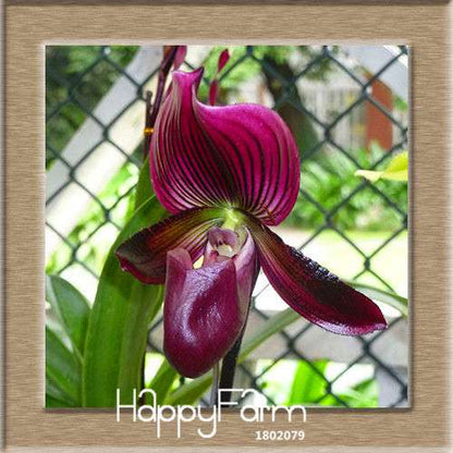 18 Color Orchid Seeds - Cypripedium & Paphiopedilum Bonsai Flower Seeds, Exotic Home Garden Planting
