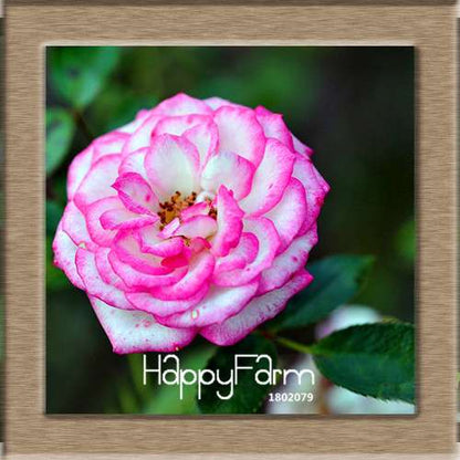 Premium White Black Edge Rose Seeds - for Home Garden & Balcony Planting | Rare Potted Rose Flowers
