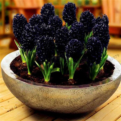 Hyacinth Seeds for Planting - Fragrant Potted Bonsai Flowers, Home Garden Blooming Bulbs