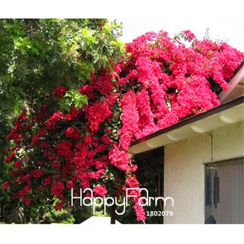 Colorful Bougainvillea Seeds - Spectabilis Willd Bonsai Flower Plants for Home Garden