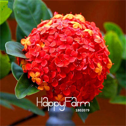 Mixed Hydrangea Seeds - Vibrant Home Garden Flowers for Bonsai & Planting