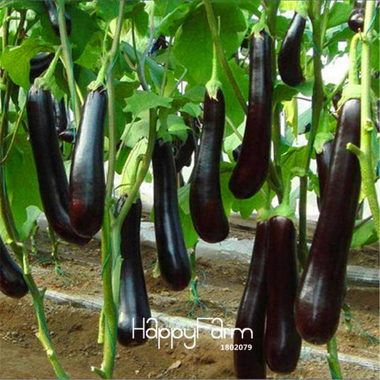 Purple Eggplant Seeds - Delicious, Non-GMO Vegetable Seeds for Home Garden & Bonsai | Fast-Growing, High Yield