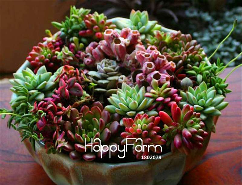 Succulent & Cactus Seeds Mix - Lithops, Bonsai Plants for Home Garden, Pots & Balcony - Easy Grow!