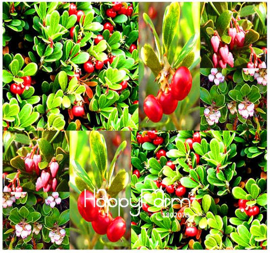 Bearberry Seeds - Cold Hardy, Drought Tolerant Fruit Plants for Home Gardening | Sweet Tasty Berries