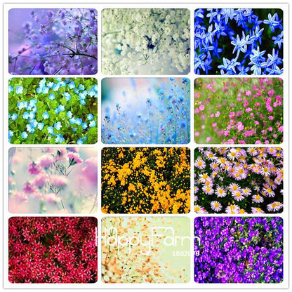 Starry Flower Seeds - Easy-Grow Indoor Potted Plants for Spring & Winter | Fast Shipping