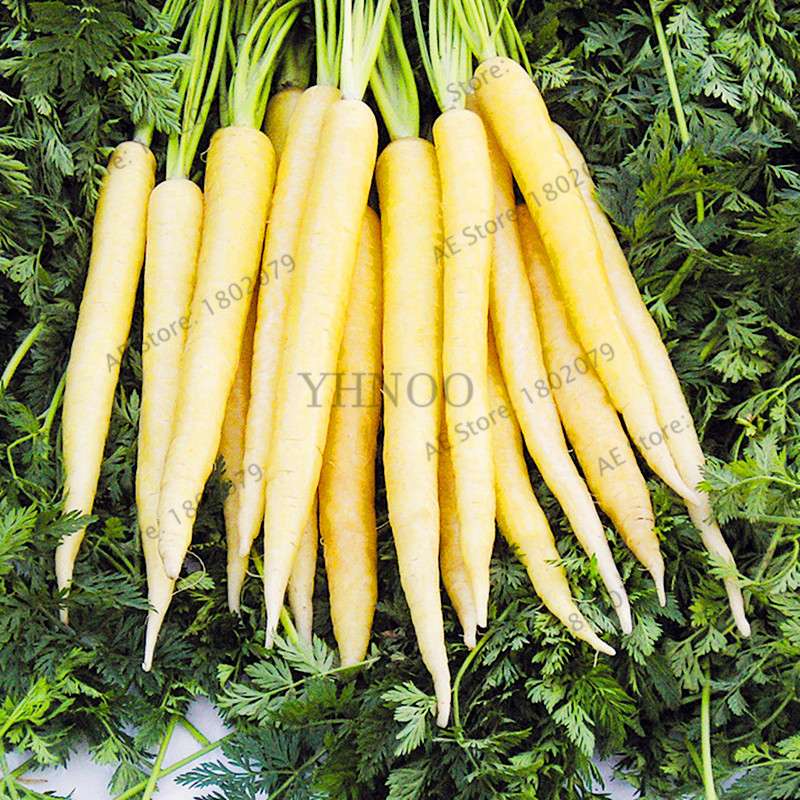 Organic Carrot Seeds - Easy to Grow, Nutrient-Rich Veggies for Home Garden Planting (Healthy, Non-GMO)