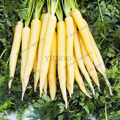 Organic Carrot Seeds - Easy to Grow, Nutrient-Rich Veggies for Home Garden Planting (Healthy, Non-GMO)