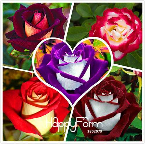 Pink & White Rose Seeds - 24 Rare Colors, for Balcony Planting, Potted Flower Garden