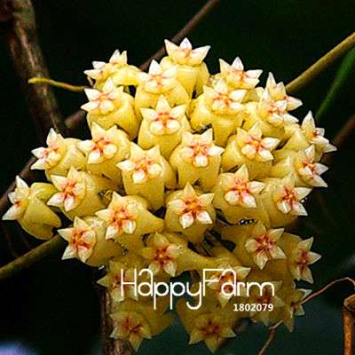 Buy Hoya Carnosa Seeds - Potted Flower Seeds for Home Garden Planting, Perennial Orchid-Like Blooms