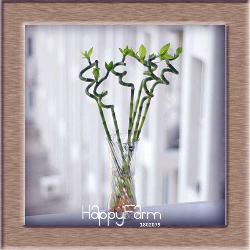 6 Types Lucky Bamboo Seeds - 95% Germination, Dracaena Variety for Home & Garden