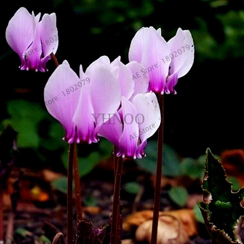 Cyclamen Seeds - Perennial Bonsai Plants for Home & Garden, Easy to Grow, Fast Shipping