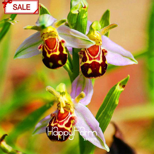 Bee Orchid Seeds - Perennial Flowering Plants for Pots, Unique & Easy to Grow Garden Gift