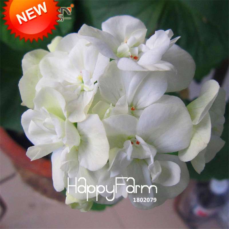 White Geranium Seeds - Perennial Pelargonium Flowers for Indoor & Outdoor Planting