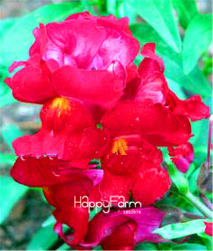 Rare Black Rose Snapdragon Seeds - Exotic Death Flower Plant for Garden