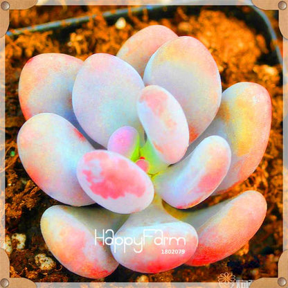 99 Rare Succulents & Lithops Seeds - Exotic Bonsai Plants, - Unique Office & Home Garden