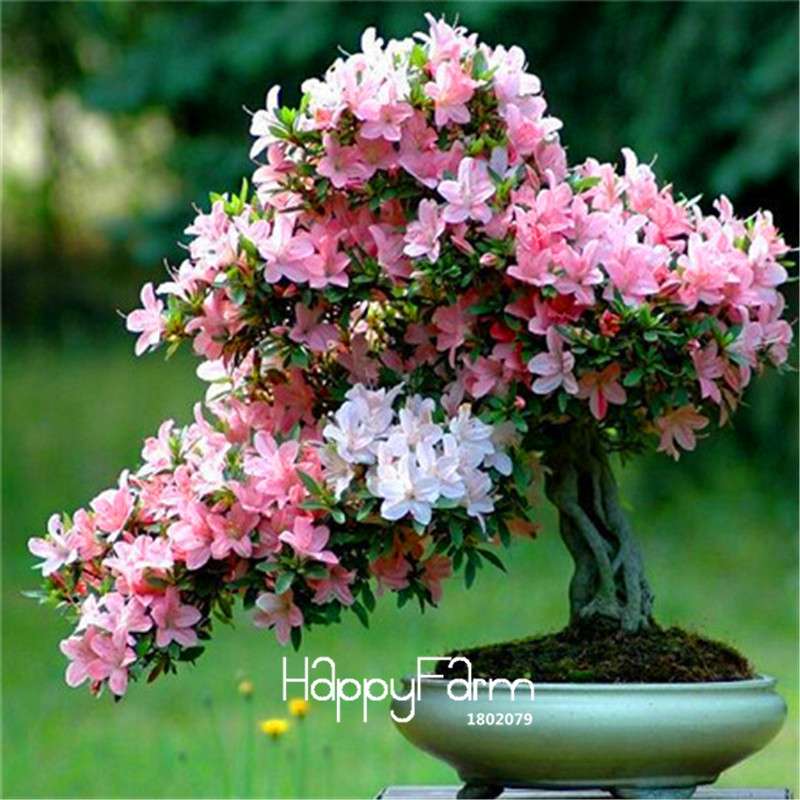 Cherry Blossom Seeds - Easy to Grow Sakura Bonsai Tree for Home Garden, Perennial Flower Like Azalea