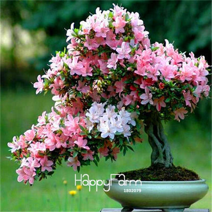 Cherry Blossom Seeds - Easy to Grow Sakura Bonsai Tree for Home Garden, Perennial Flower Like Azalea