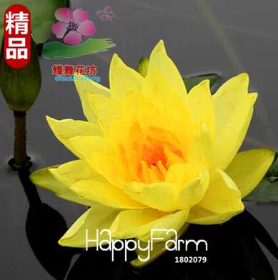 Affordable Water Lily Seeds for Bonsai & Balcony - Easy-Grow Potted Flowers