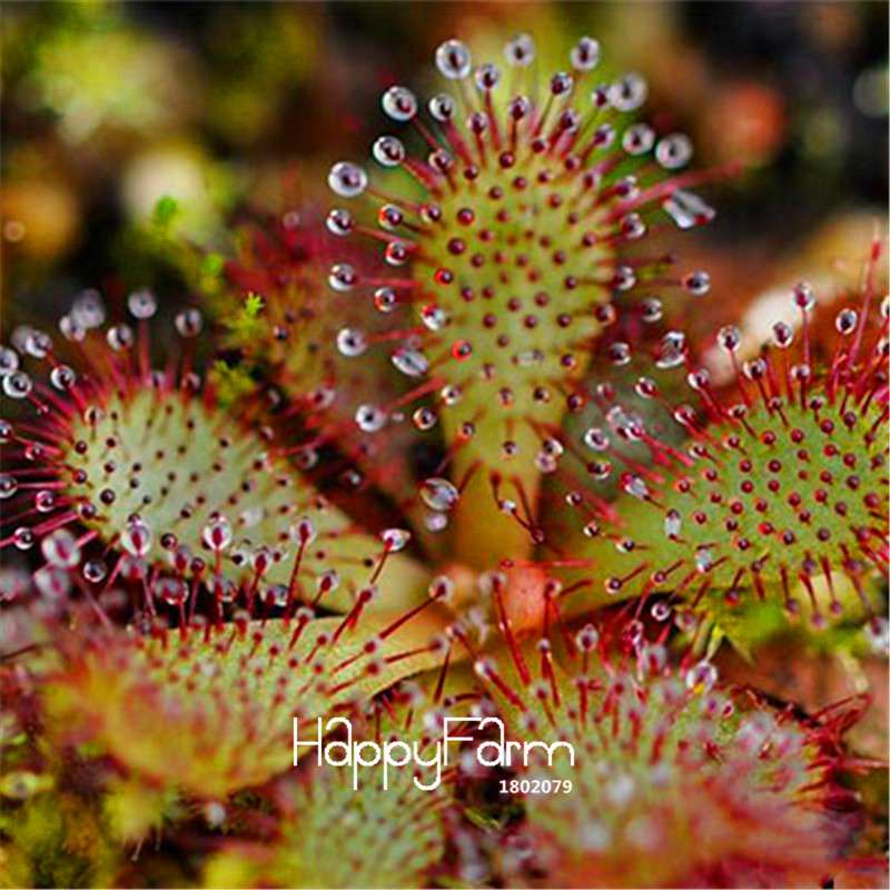 Sundew Seeds - Rare Carnivorous Bonsai Plants, Fresh & Novelty Garden Seeds for Home Gardening