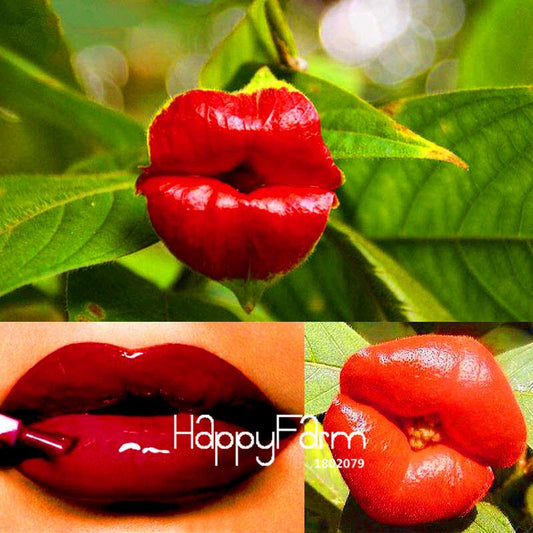 Rare Red Lips Flower Seeds (Psychotria Elata) - Exotic Blooming Houseplant for Pots